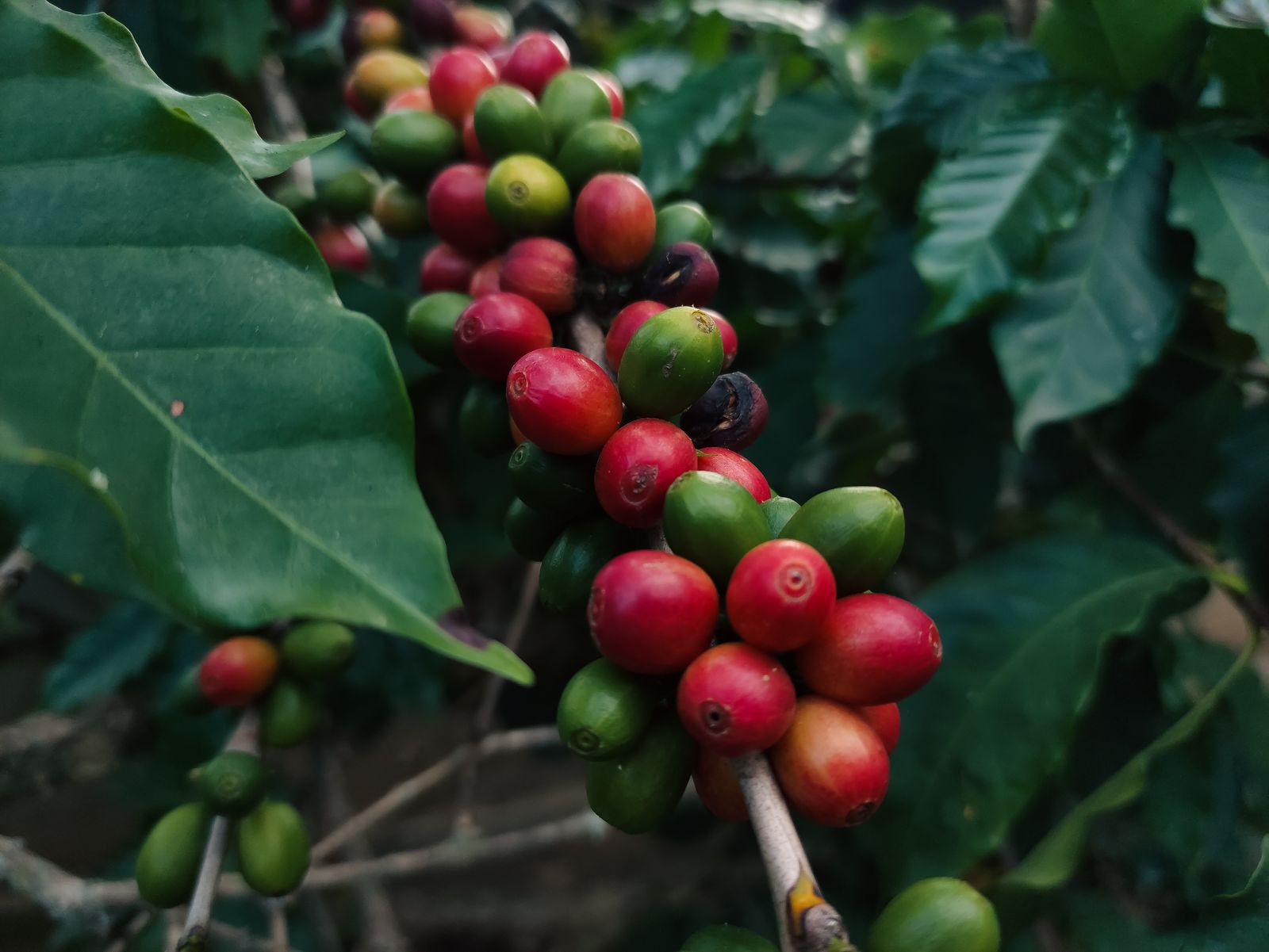 Reife rote und grüne Kaffeekirschen am Zweig
